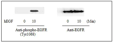 Western blot - Human EGFR ELISA Kit (pY1068) (AB126438)