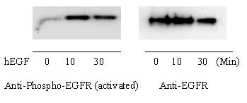 Western blot - Human EGFR In-Cell ELISA Kit (AB126419)