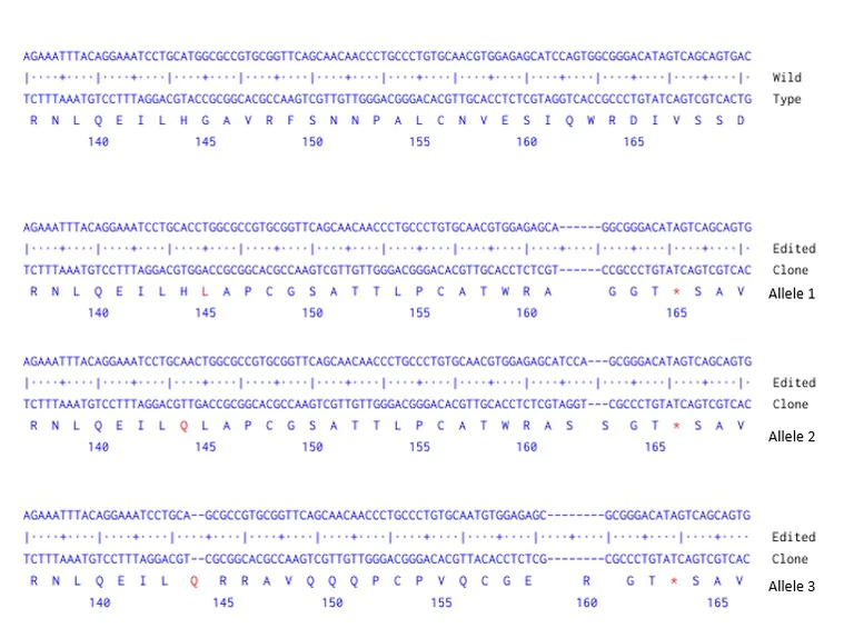 Next Generation Sequencing - Human EGFR knockout A549 cell line (AB286394)