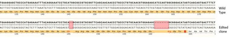 Sanger Sequencing - Human EGFR knockout A549 cell line (AB286394)