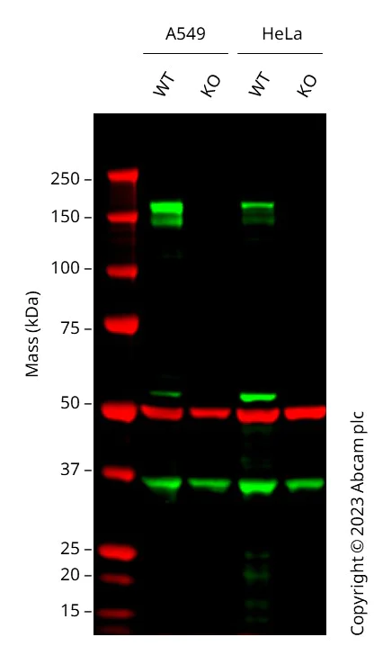 Western blot - Human EGFR knockout A549 cell line (AB286394)