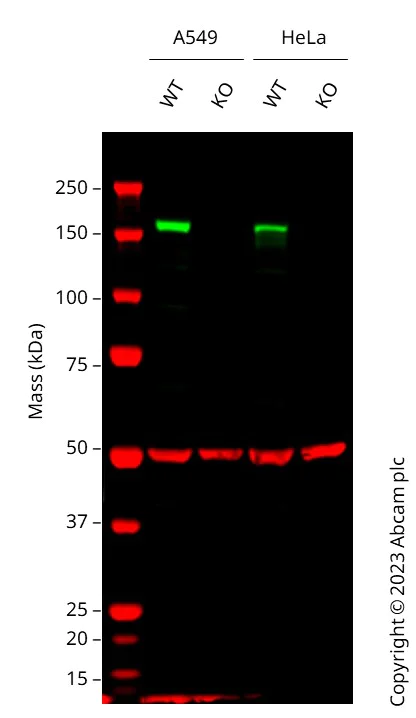 Western blot - Human EGFR knockout A549 cell line (AB286394)