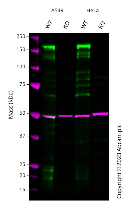 Western blot - Human EGFR knockout A549 cell line (AB286394)