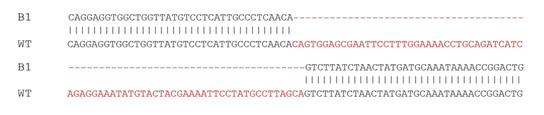 Sanger Sequencing - Human EGFR knockout HCT116 cell line (AB281597)