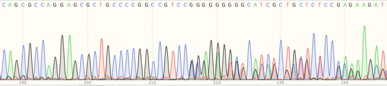 Sanger Sequencing - Human EGFR knockout HeLa cell line (AB255385)