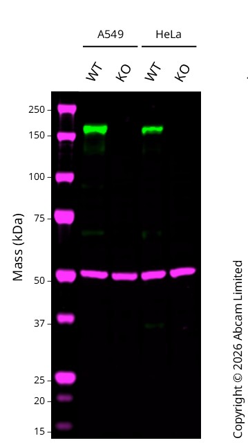 Western blot - Human EGFR knockout HeLa cell line (AB255385)