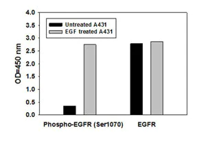 Sandwich ELISA - Human EGFR (pS1046) + total EGFR ELISA Kit (AB126435)