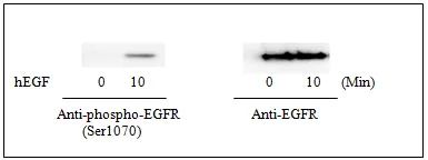 Western blot - Human EGFR (pS1046) + total EGFR ELISA Kit (AB126435)