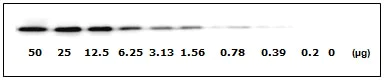 Western blot - Human EGFR (pS1046) + total EGFR ELISA Kit (AB126435)