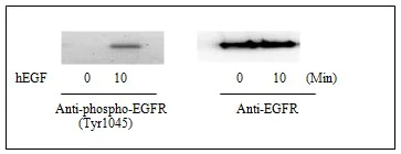 Western blot - Human EGFR (pY1045) + total EGFR ELISA Kit (AB126437)