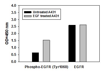 Sandwich ELISA - Human EGFR (pY1068) + total EGFR ELISA Kit (AB126439), expandable thumbnail