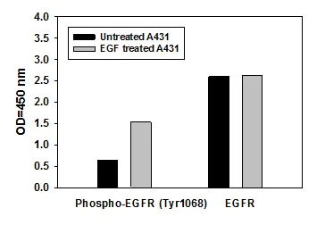 Sandwich ELISA - Human EGFR (pY1068) + total EGFR ELISA Kit (AB126439)