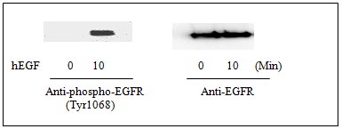 Western blot - Human EGFR (pY1068) + total EGFR ELISA Kit (AB126439), expandable thumbnail