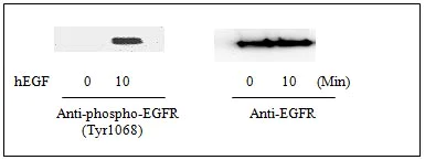 Western blot - Human EGFR (pY1068) + total EGFR ELISA Kit (AB126439)