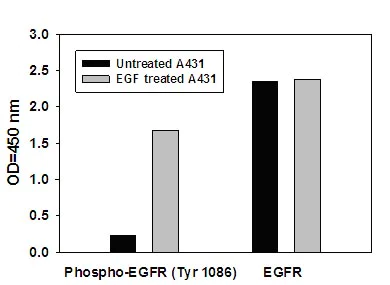 Sandwich ELISA - Human EGFR (pY1086) + total EGFR ELISA Kit (AB126441)