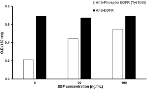 In-Cell ELISA - Human EGFR (Tyr1068) In-Cell ELISA Kit (AB126420)