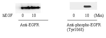Western blot - Human EGFR (Tyr1068) In-Cell ELISA Kit (AB126420), expandable thumbnail