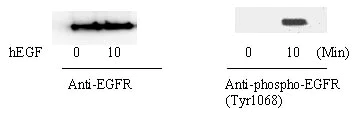 Western blot - Human EGFR (Tyr1068) In-Cell ELISA Kit (AB126420)