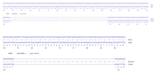 Next Generation Sequencing - Human EHMT1 knockout HCT116 cell line (AB287388)