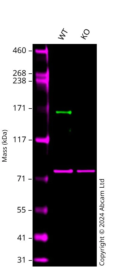 Western blot - Human EHMT1 knockout HCT116 cell line (AB287388)