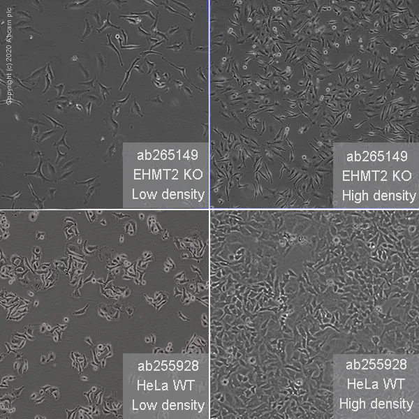 Cell Culture - Human EHMT2 (G9A) knockout HeLa cell line (AB265149)
