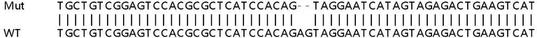 Sanger Sequencing - Human EHMT2 (G9A) knockout HeLa cell line (AB265149)