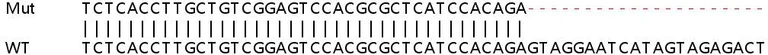 Sanger Sequencing - Human EHMT2 (G9A) knockout HeLa cell line (AB265149)