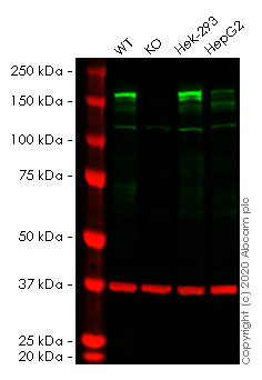 Western blot - Human EHMT2 (G9A) knockout HeLa cell lysate (AB257080)