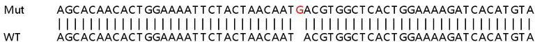 Sanger Sequencing - Human EI24 knockout HeLa cell line (AB265103)