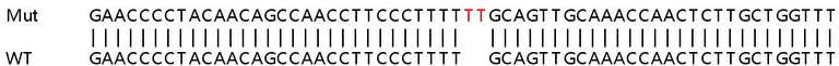 Sanger Sequencing - Human EIF2AK1 (Heme-regulated inhibitor) knockout HEK-293T cell line (AB266486)