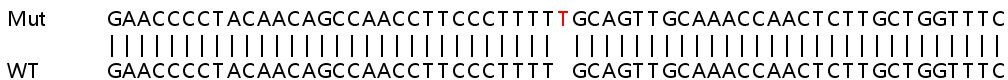 Sanger Sequencing - Human EIF2AK1 (Heme-regulated inhibitor) knockout HEK-293T cell line (AB266486), expandable thumbnail