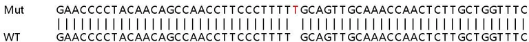 Sanger Sequencing - Human EIF2AK1 (Heme-regulated inhibitor) knockout HEK-293T cell line (AB266486)