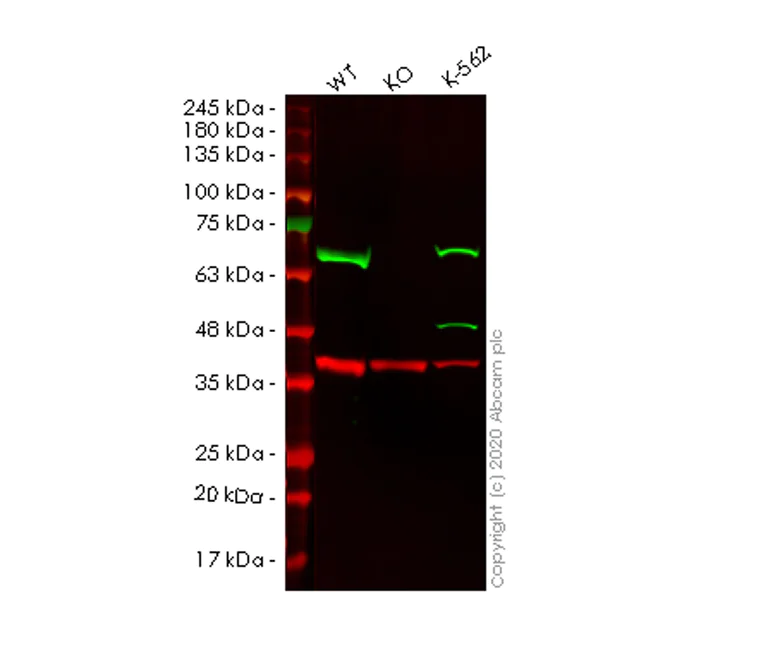 Western blot - Human EIF2AK2 (PKR) knockout A549 cell line (AB266999)