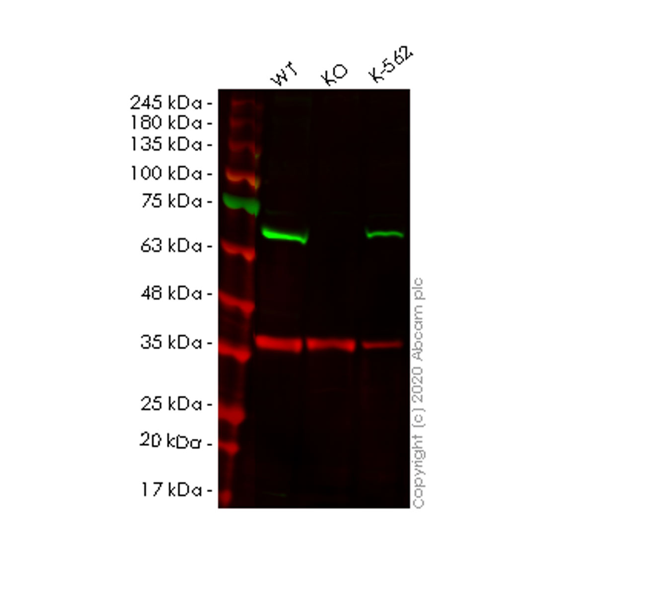 Human EIF2AK2 (PKR) knockout A549 cell line