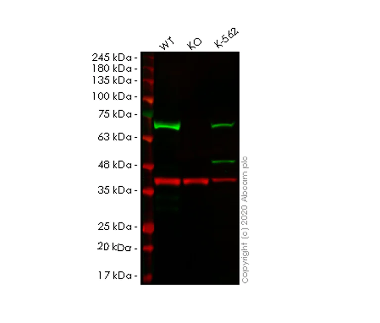 Western blot - Human EIF2AK2 (PKR) knockout A549 cell lysate (AB256901)