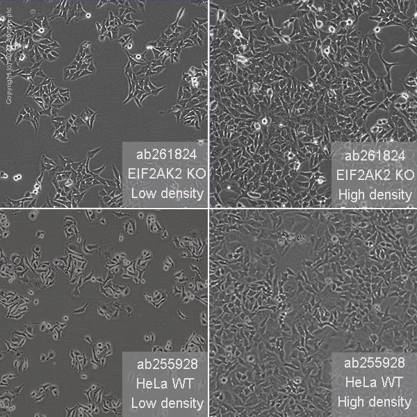 Cell Culture - Human EIF2AK2 (PKR) knockout HeLa cell line (AB261824)