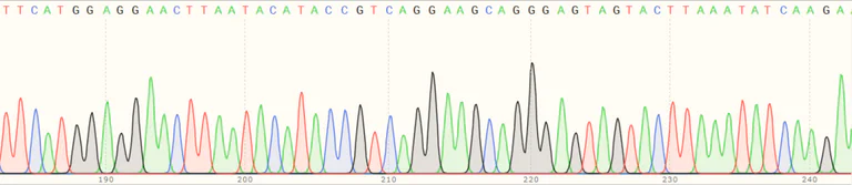Sanger Sequencing - Human EIF2AK2 (PKR) knockout HeLa cell line (AB261824)
