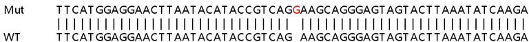 Sanger Sequencing - Human EIF2AK2 (PKR) knockout HeLa cell lysate (AB256899)