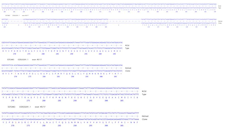Next Generation Sequencing - Human EIF2AK3 knockout A549 cell line (AB288905)