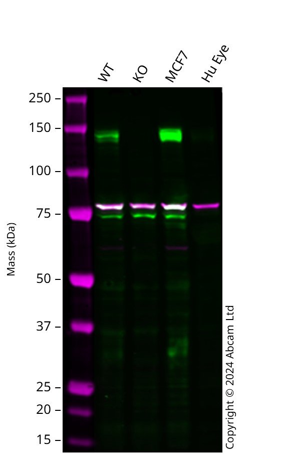 Western blot - Human EIF2AK3 knockout A549 cell line (AB288905)