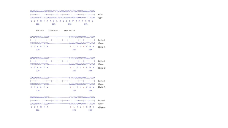 Next Generation Sequencing - Human EIF2AK4 knockout THP1 cell line (AB290213)