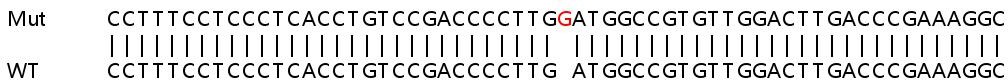 Sanger Sequencing - Human EIF2D knockout HEK-293T cell lysate (AB258856)