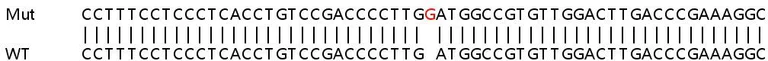 Sanger Sequencing - Human EIF2D knockout HEK-293T cell lysate (AB258856)