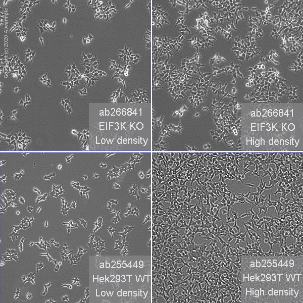 Cell Culture - Human EIF3K knockout HEK-293T cell line (AB266841)