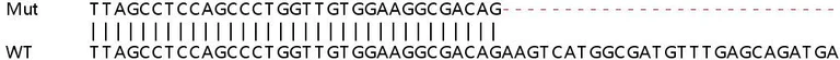 Sanger Sequencing - Human EIF3K knockout HEK-293T cell lysate (AB258857)
