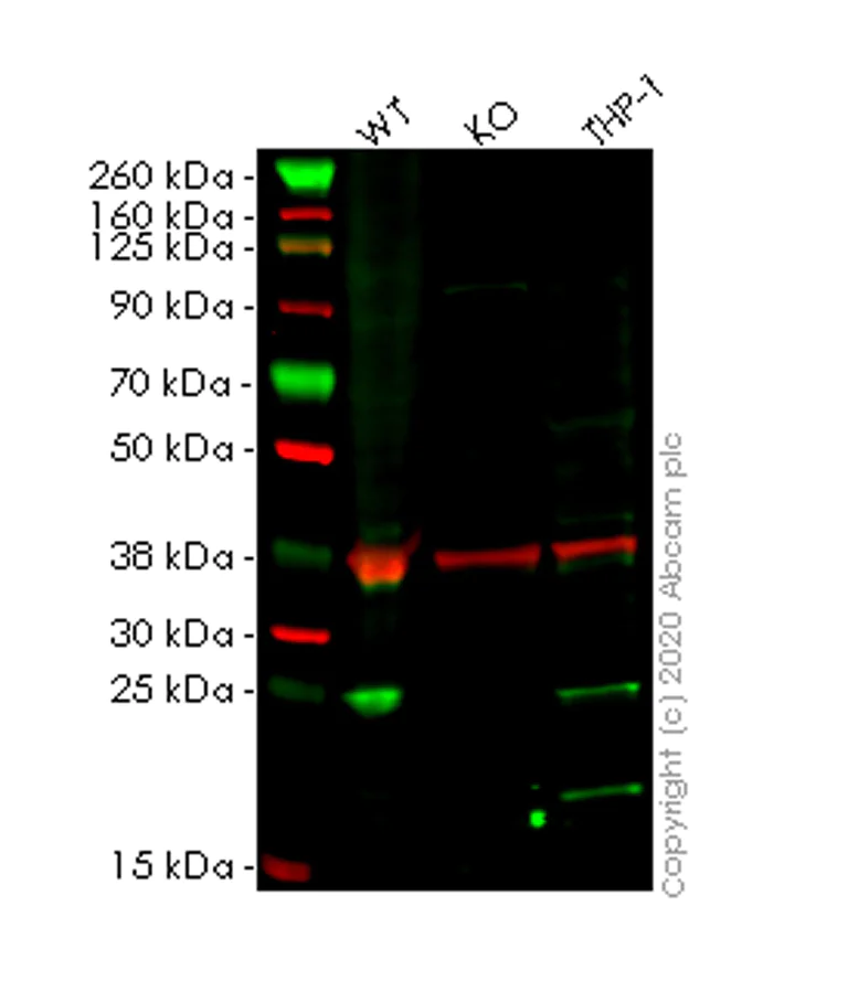 Western blot - Human EIF3K knockout HEK-293T cell lysate (AB258857)