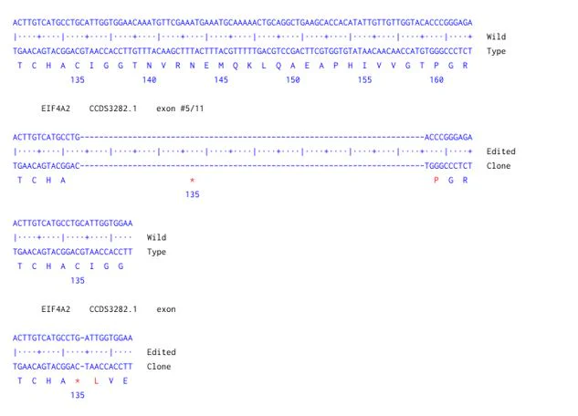 Next Generation Sequencing - Human EIF4A2 knockout A549 cell line (AB326029)