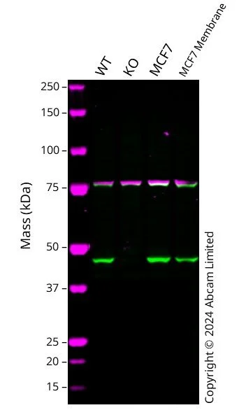 Western blot - Human EIF4A2 knockout A549 cell line (AB326029)