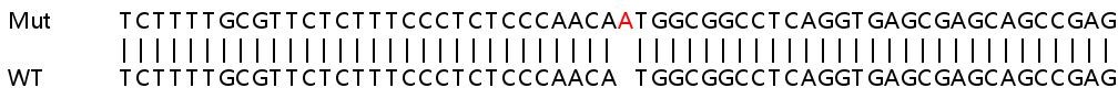 Sanger Sequencing - Human EIF4B knockout HEK-293T cell line (AB266815), expandable thumbnail