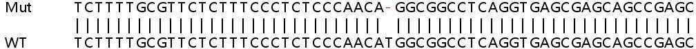 Sanger Sequencing - Human EIF4B knockout HEK-293T cell line (AB266815), expandable thumbnail